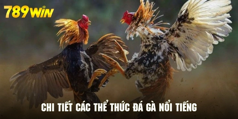 Chi tiết từng thông tin của các thể thức đá gà nổi bật nhất 789WIN
