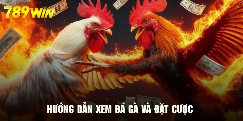 Hướng dẫn tận hưởng đá gà và đặt cược nhanh chóng