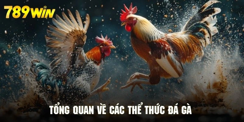 Giới thiệu tổng quan về các hình thức đá gà tại 789WIN