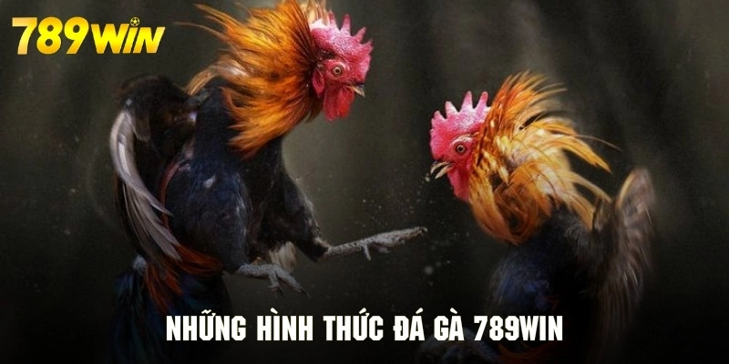 Phân loại các mô hình đá gà 789WIN siêu thú vị