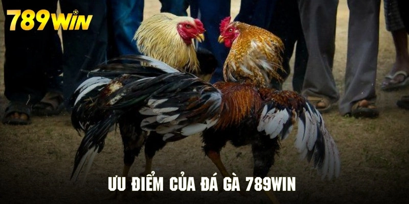 Ưu điểm đá gà 789WIN tạo nên sức hấp dẫn khó cưỡng