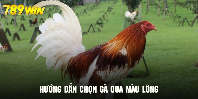 Hướng dẫn chọn gà chuẩn thông qua màu lông đặc trưng