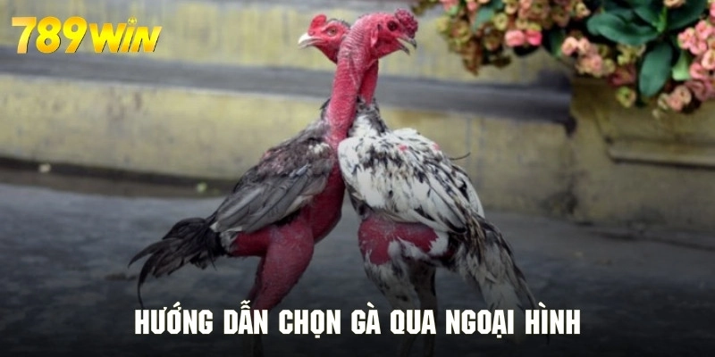 Hướng dẫn chọn gà theo tiêu chí chuẩn nhất từ chuyên gia