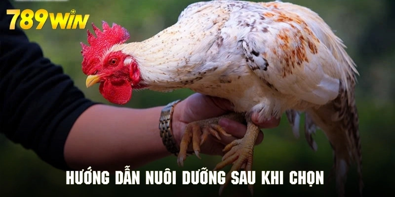 Cách nuôi dưỡng chiến kê chuẩn khoa học để ra trận