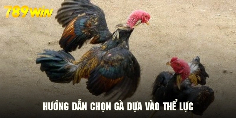 Hướng dẫn chọn gà chiến thông qua test thể lực và sức khỏe