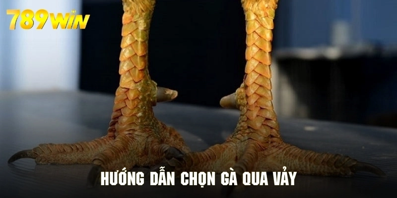 Chọn gà chiến thông qua bộ vảy đánh giá cực chuẩn xác