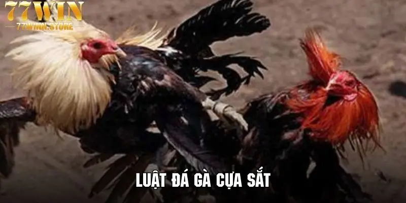 Khám phá luật chơi đá gà với mô hình cựa sắt cực kỳ đặc sắc