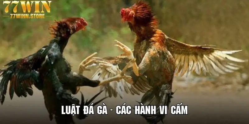 Hiểu rõ các quy định cấm trong luật đá gà tại 789WIN